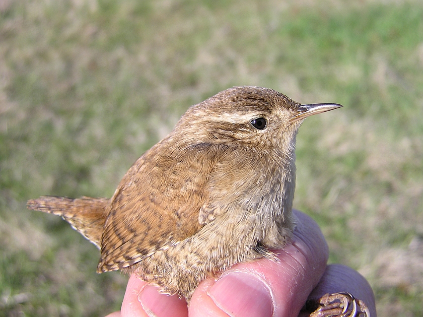 Winter Wren, Sundre 20100511